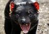 Tasmanski vrag po 3000 letih spet živi tudi v Avstraliji