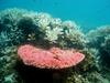 Ob severu Avstralije odkrili 500 metrov visok koralni greben