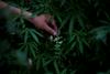Oregon dekriminaliziral heroin, ponekod v ZDA dovolili nore gobe