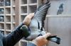 Najdražji golob na svetu – New Kim je vredna 1,6 milijona evrov
