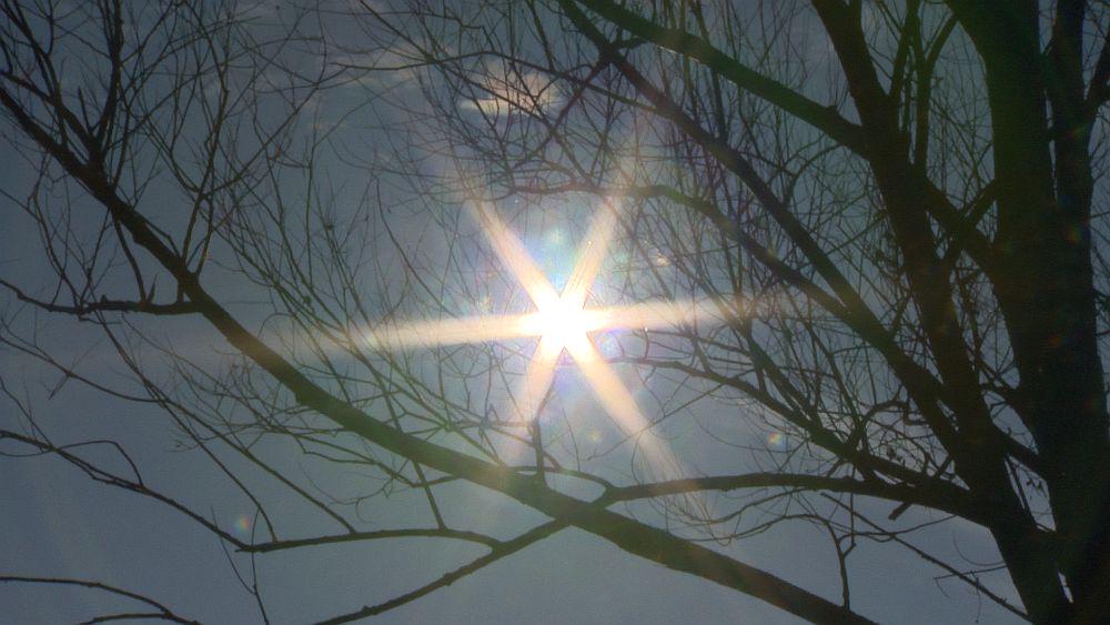 Sonce se lesketa skozi drevesno krošnjo. Foto: MMC RTV SLO