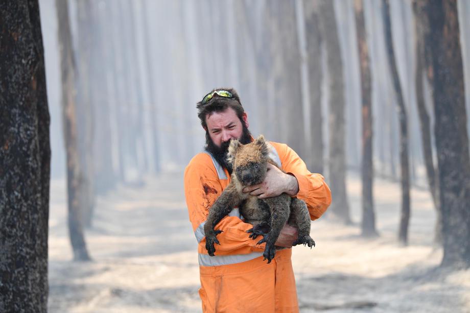 Reševanje opečene koale po požarih v Novem južnem Walesu v Avstraliji. Foto: EPA