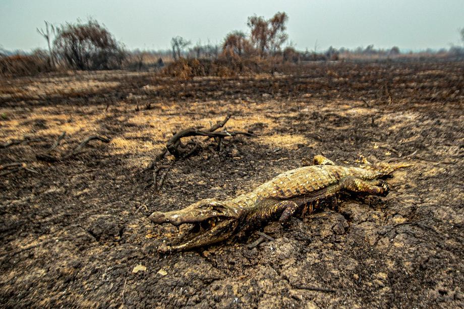 Zažgano truplo krokodila, za katerega je bil usoden požar v brazilski pokrajini Pantanal, ki velja za največje mokrišče na svetu. Foto: EPA