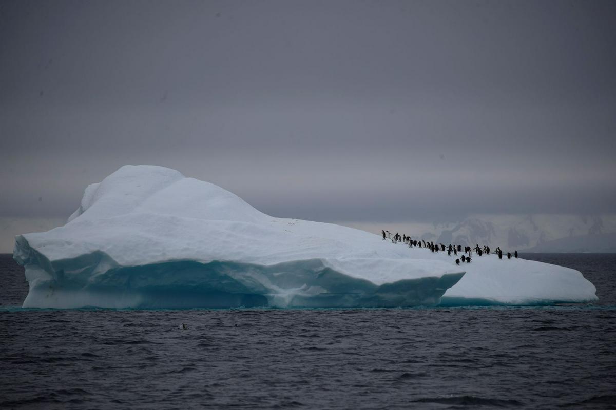 Skupina pingvinov se sprehaja po eni izmed ledenih gora Antarktike. Foto: Reuters