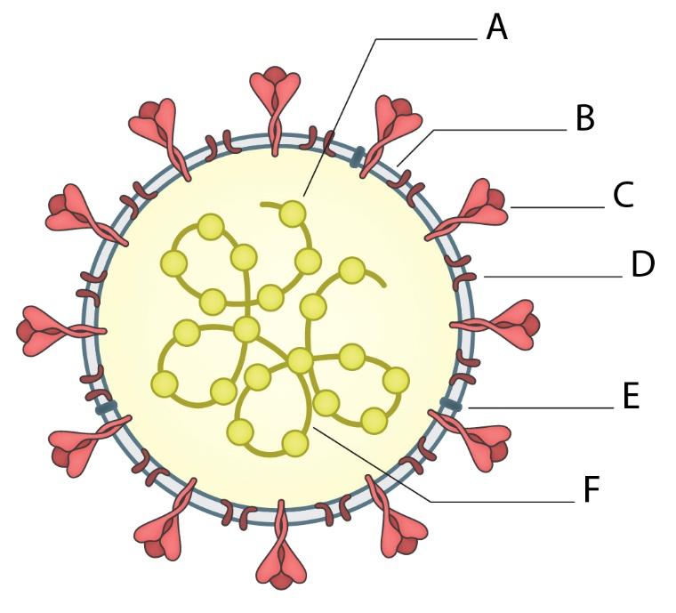 Struktura virusa z najpomembnejšimi beljakovinami, ki vzbudijo imunski odziv. (A) beljakovina nukleokapside N; (B) beljakovina membrane M; (C) beljakovina bodice S (spike); (D) beljakovina ovojnice (E) (envelope); (F) virusni genom (RNK). Foto: Ilustracija Manca Krošelj