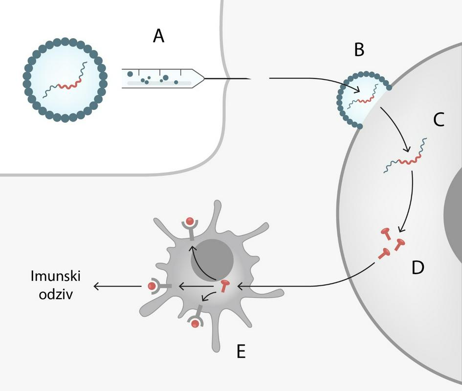 (A) Molekule mRNK, izdelane z biokemijskimi postopki sinteze, so zapakirane v lipidne mehurčke (liposome). Po injiciranju v mišico (B) se zlijejo s celično membrano in v celico 