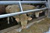 Kmetijske organizacije pozivajo k premisleku o predlogu zakona o zaščiti živali