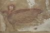 V Indoneziji našli najstarejšo jamsko slikarijo do zdaj – pujsa