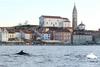 Prisluhnite delfinom v slovenskem morju,  vsak ima svoj lastni 