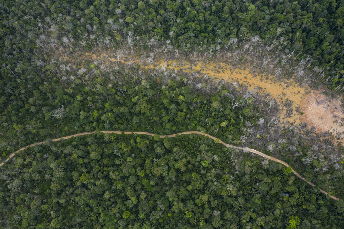 Če se bo krčenje amazonskega pragozda nadaljevalo, bi se lahko celo območje nepovratno spremenilo v savano. Foto: AP