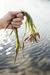Bo odkritje morskega žita, novega superživila, spremenilo svet?