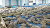 Premrli Teksašani s plaž in cest rešujejo na tisoče otrplih želv
