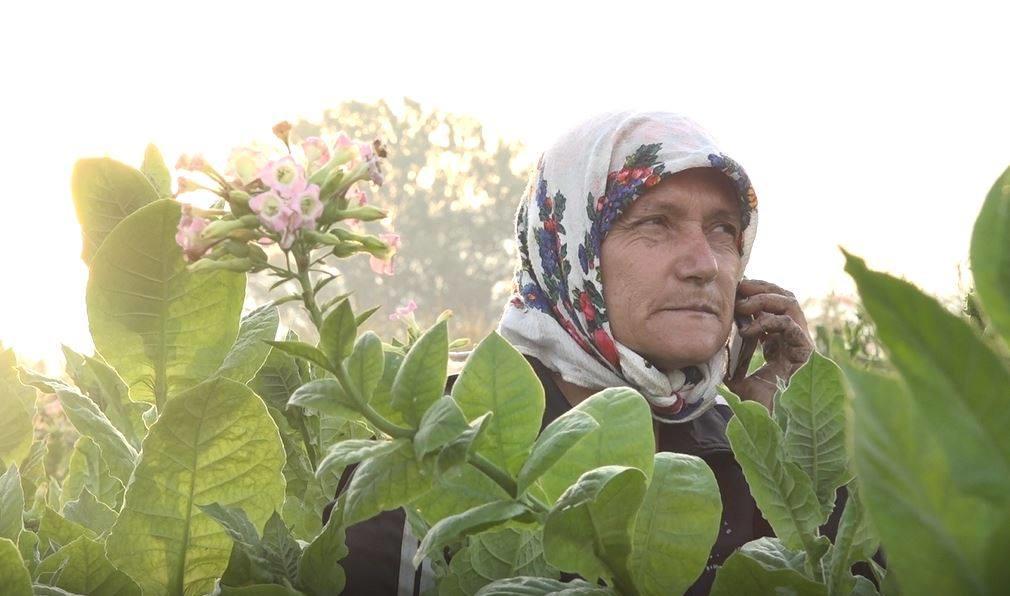 Etnografski film Tobačni spomini sledi Fatme in njeni družini v vasi Debren v Bolgariji.  Foto: DEF