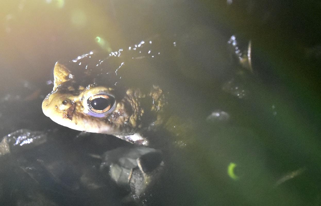 Žaba v mlaki. Foto: BoBo/Žiga Živulović jr.
