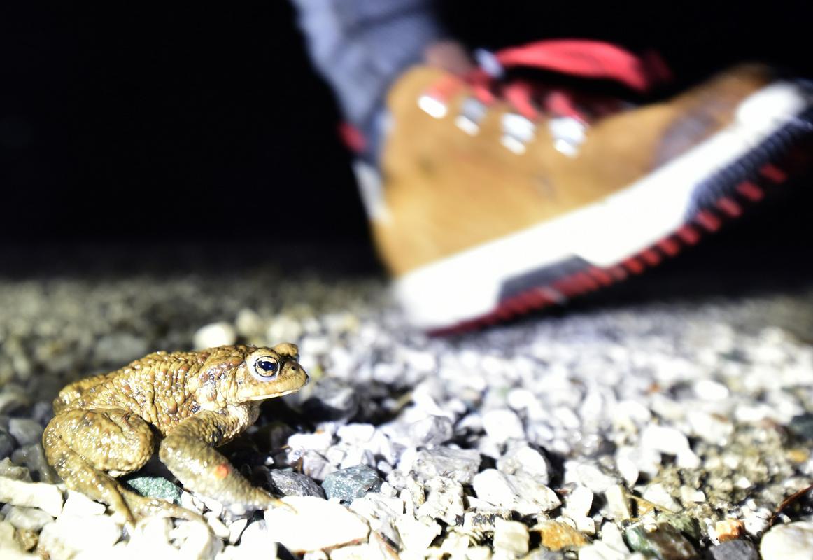 Žaba in noga v pohodnem čelju. Foto: BoBo/Žiga Živulović jr.