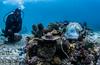 Koralni grebeni na Filipinih prekriti z zaščitnimi maskami