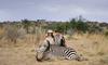 1200 dolarjev za zebro, 35.000 za leva – kontroverzni lovski turizem v Afriki