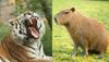 Agresivni tumor in redka oblika raka usodna za tigra in kapibaro
