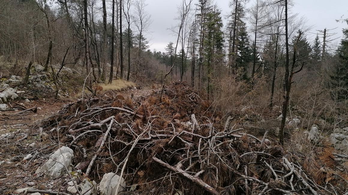 Konzorcij za lesarstvo Severne Primorske je v sodelovanju z Regijsko razvojno agencijo Severne Primorske pripravil videokonferenco o Trnovskem gozdu, saj domačini opozarjajo na agresivno sečnjo. Foto: arhiv Radio Koper