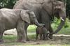 Afriškemu gozdnemu slonu zaradi lova in izgube habitata grozi izumrtje