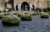 Amsterdamski festival tulipanov z več cveticami in manj ljudmi