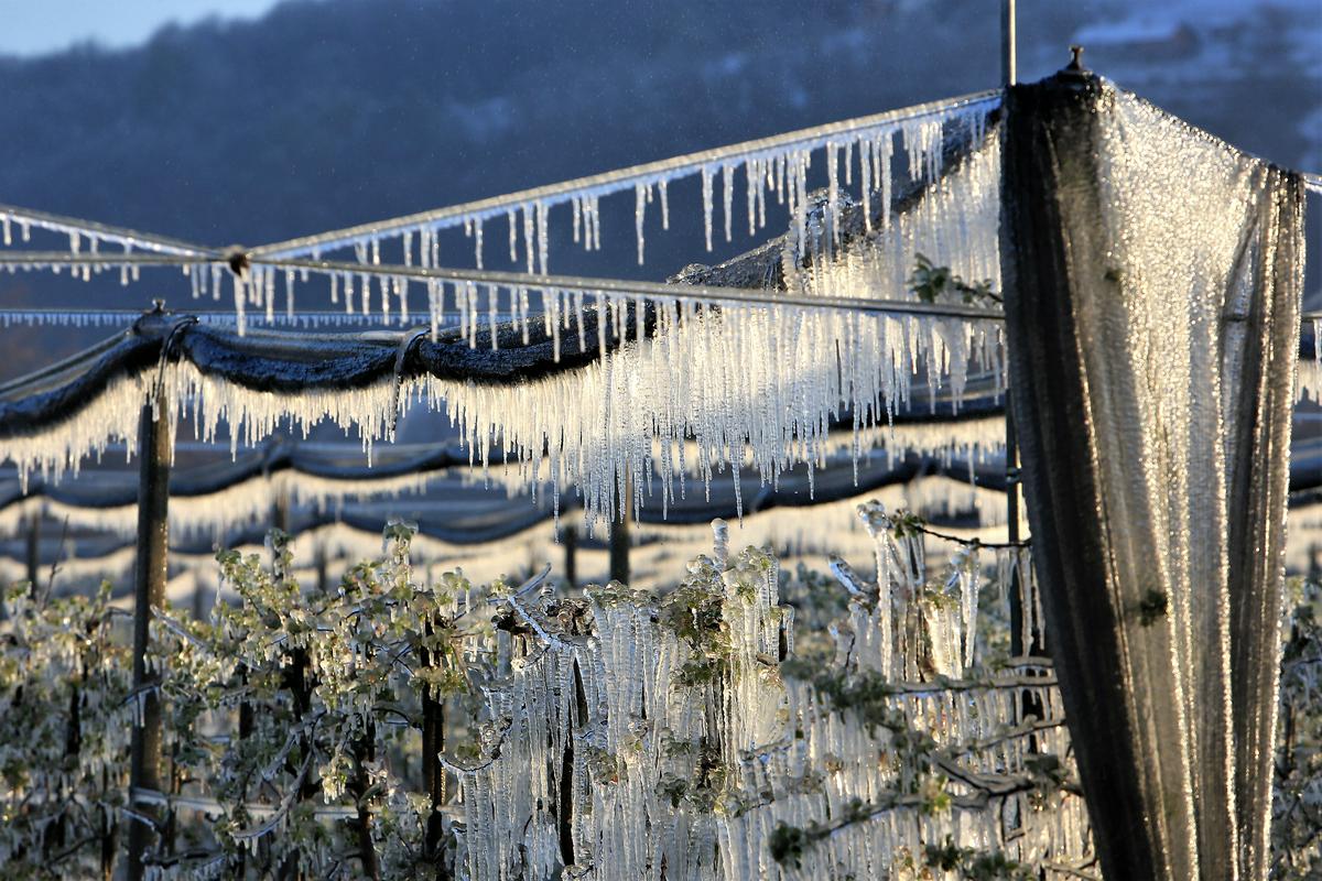 Nizke temperature, ki so jih zjutraj izmerili po Sloveniji in so napovedane tudi za četrtek zjutraj, lahko poškodujejo sadne rastline v kateri koli od teh razvojnih faz. Foto: BoBo