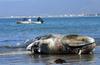 Poginuli kiti v zalivu San Francisca, poškodbe zaradi trka z ladjo in podhranjenost