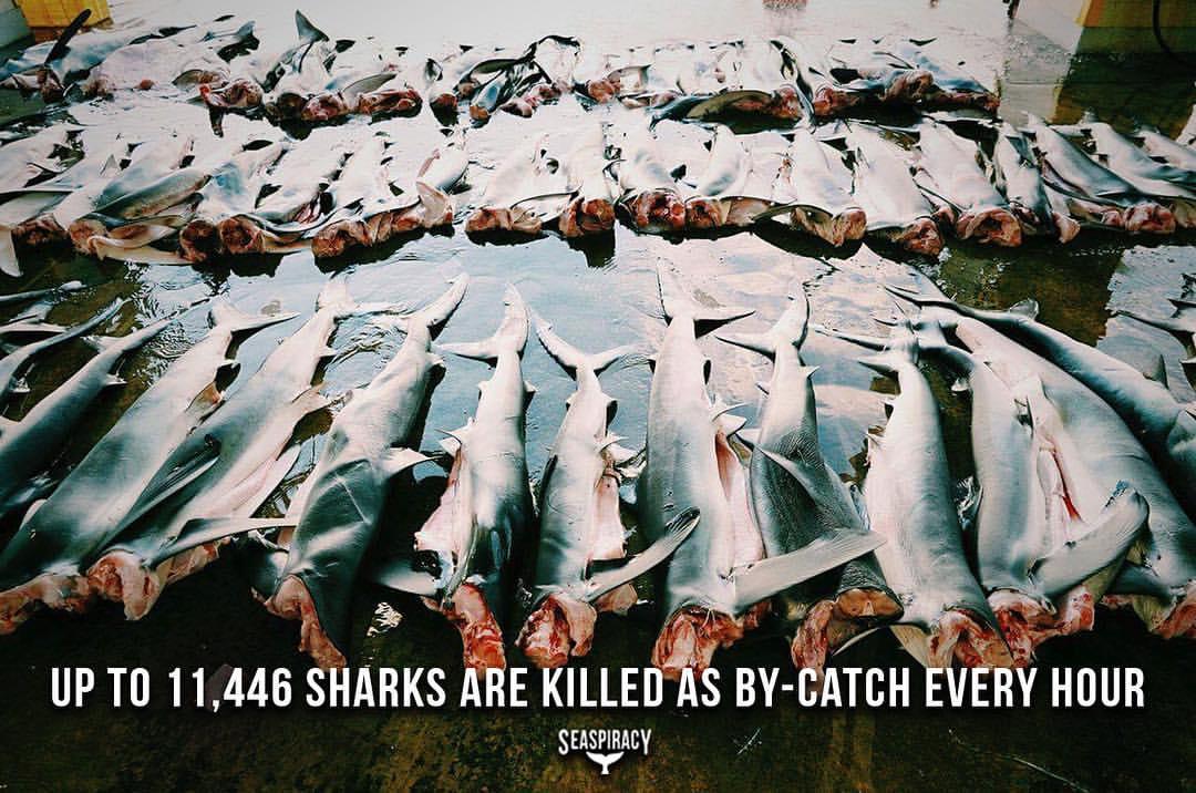 Seaspiracy med drugim postreže s podatkom, da je do 11.446 morskih psov vsako uro ubitih kot prilov. Foto: Netflix