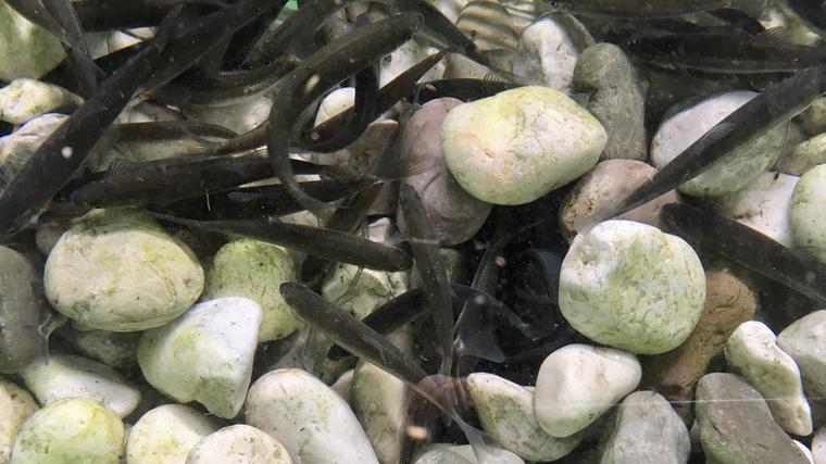 Rešeni pred izumrtjem 2 (utrinki s snemanja): v slikoviti Vipavski dolini v Sloveniji raziskovalci obnavljajo habitat lokalizirane in ogrožene primorske podusti. Foto: Anja Čuček/RTV Slovenija