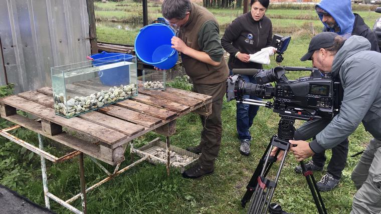 Rešeni pred izumrtjem 2 (utrinki s snemanja): v slikoviti Vipavski dolini v Sloveniji raziskovalci obnavljajo habitat lokalizirane in ogrožene primorske podusti. Foto: Anja Čuček/RTV Slovenija