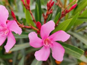 Oleander, strupeni lepotec, je usoden za psa