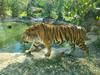 Samec sibirskega tigra v Ljubljano prispel na posebno 
