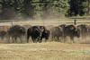 Na poziv za odstrel bizonov se je v dveh dneh javilo več kot 45.000 ljudi