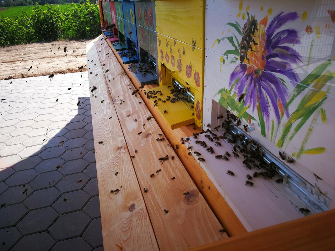 Pogled na čebele ob vstopu v čebelnjak. Foto: Aleš Bozovičar