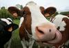 KGZS: Odvzem goveda blizu Krškega je bil nesorazmeren in nezakonit ukrep