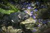 Tasmanski vragi se po 3000 letih vračajo v Avstralijo