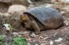 Na Galapaškem otočju so odkrili želvo, ki naj bi izumrla pred 100 leti