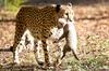Po 70 letih gepardi znova v Indiji