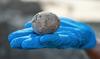 Arheološka najdba v Izraelu: kokošje jajce, staro skoraj tisoč let