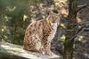 Z naselitvami se največjim evropskim mačkam v slovenskih gozdovih obetajo lepši časi