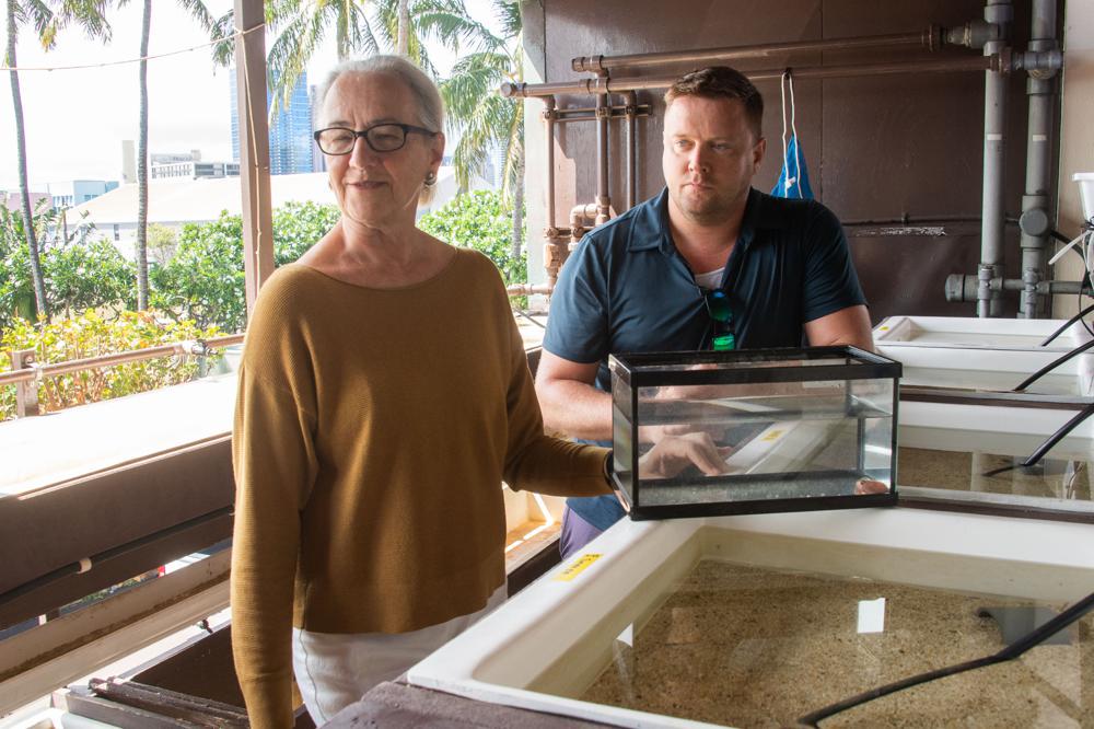 Margaret McFall-Ngai in Randall Scarborough delata v morskem laboratoriju Kewalo. Foto: AP