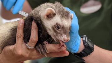 V kalifornijskem živalskem vrtu pospešeno cepijo živali