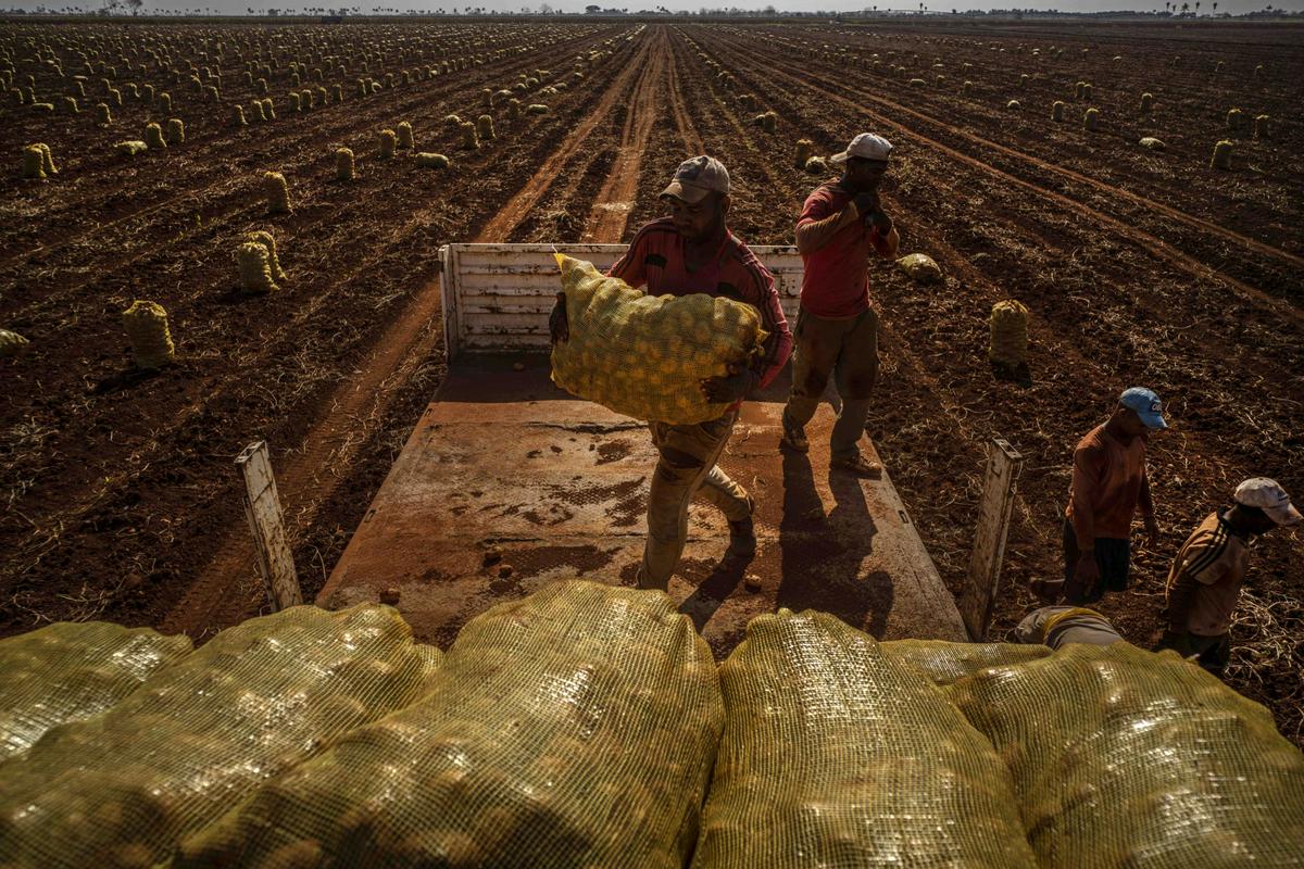 Pobiranje krompirja. Sicer pa je bila letos na Kubi izjemno slaba letina sladkornega trsa – glavnega izvoznega živila. Foto: AP