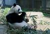 Kitajska: Orjaške pande niso več ogrožene, so pa še ranljive