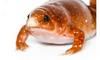 Raziskovalci so v Amazoniji odkrili tri nove vrste zombijskih žab 
