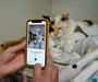 Kanadska aplikacija mačjim skrbnikom pove, ali je ljubljenček srečen