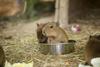 Pet malih kapibar se je skotilo v ljubljanskem živalskem vrtu