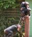Zakonca iz Sierre Leone sta rešila že več kot 100 zahodnih šimpanzov