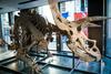 Za največjega triceratopsa ocenjujejo prodajo do 1,5 milijona evrov