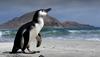Humboldtovega pingvina, ki so ga odnesli morski tokovi, so rešili